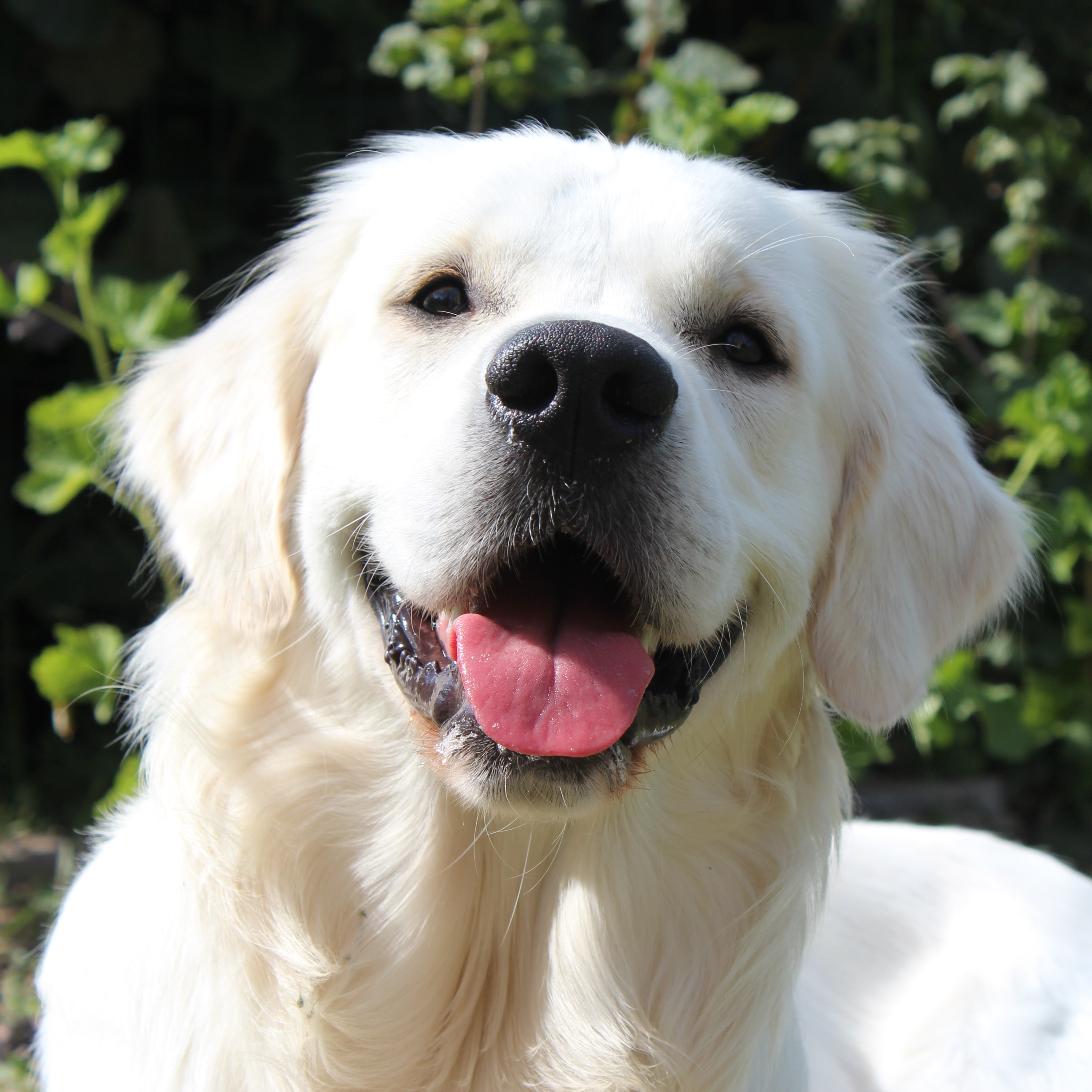 01.Schulhund-George-schaut-lächelnd-ins -Bild
